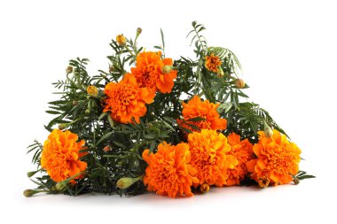 beyaz arkaplanda izole edilmiş kadife çiçekleri