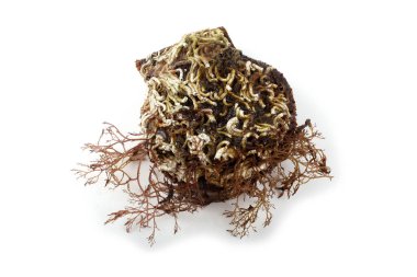 Deniz tarağı ve alg beyazda izole edildi