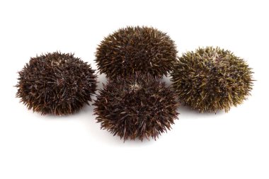 Gri deniz kestaneleri bembeyaz