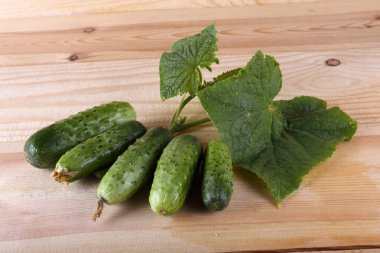 Salatalıklar masaya. Ülke biçimi