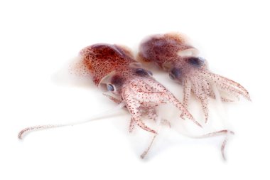 Küçük mürekkepbalıkları beyazlar üzerinde izole edilmiş