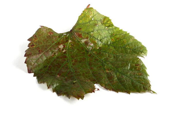 Herfst Druivenblad Een Witte Achtergrond — Stockfoto