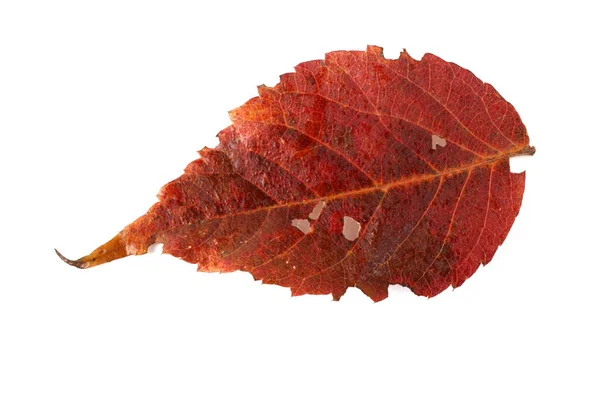 Blätter Des Baumes Isoliert Auf Weißem Hintergrund — Stockfoto