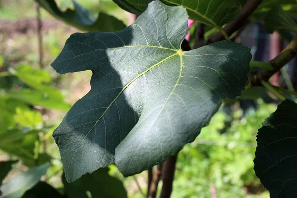 Fig Plant Growing Garden — Stock Photo, Image