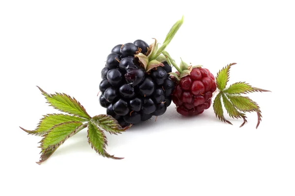 Close Fresh Blackberries Harvest — Stock Photo, Image