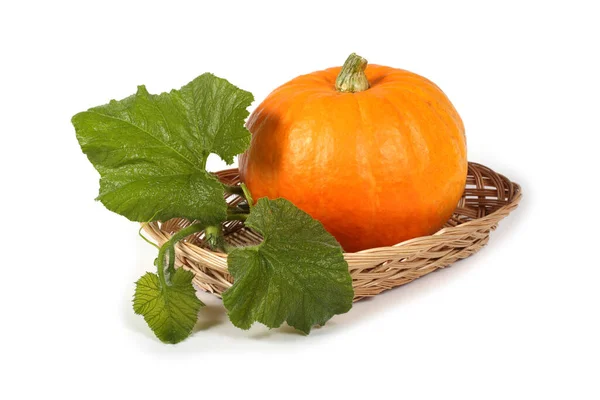 Calabaza Aislada Sobre Fondo Blanco — Foto de Stock