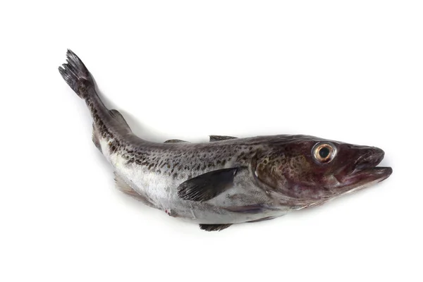 Pollock Fish Isolated White — Stock Photo, Image