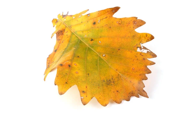 Осенние Дубовые Листья Изолированы Белом Фоне — стоковое фото