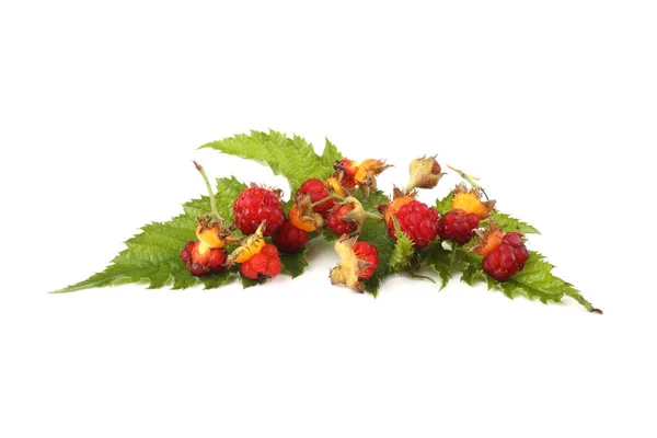 Koreaanse Frambozen Rubus Crataegifolius Verre Oosten Delicatesse — Stockfoto