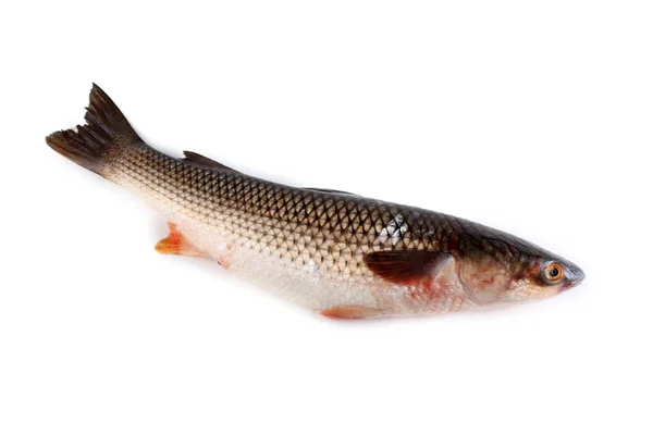 Pelengas Iuy Mullet Aisladas Blanco — Foto de Stock