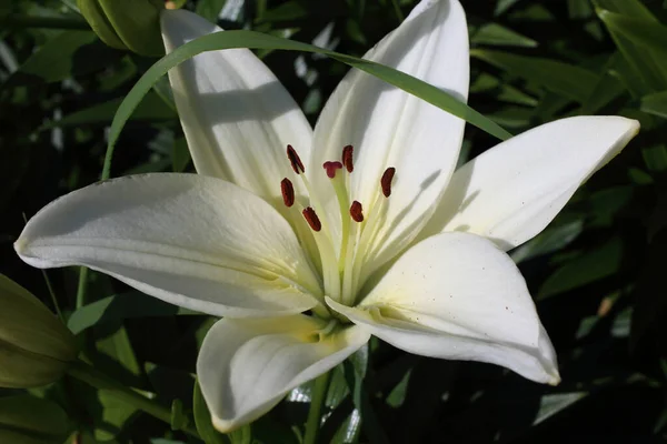 在花园里种白百合花 — 图库照片