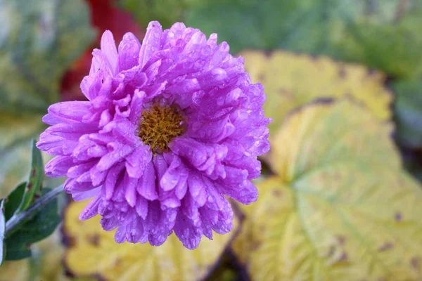 Zbliżenie Niesamowite Kwitnący Kwiat — Zdjęcie stockowe
