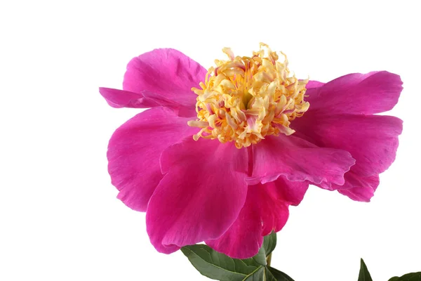 Close Flor Florescendo Incrível — Fotografia de Stock