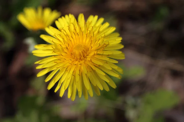 Nahaufnahme Von Erstaunlichen Blühenden Blumen — Stockfoto