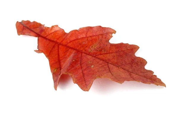 Otoño Roble Hojas Aisladas Sobre Fondo Blanco — Foto de Stock