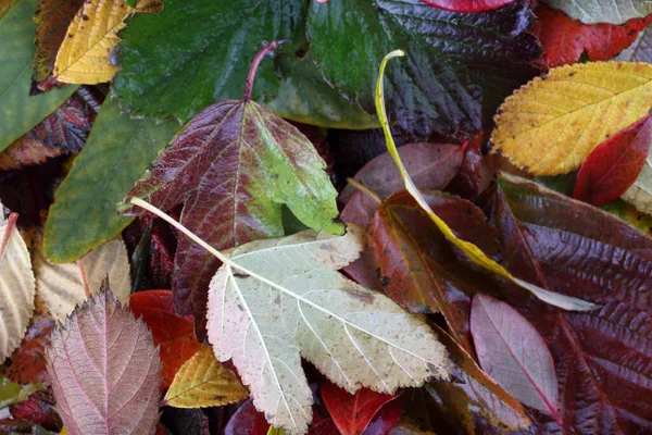 Gros Plan Des Feuilles Automne Contexte Texturé — Photo