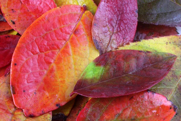 Nahaufnahme Von Abgefallenen Herbstblättern — Stockfoto