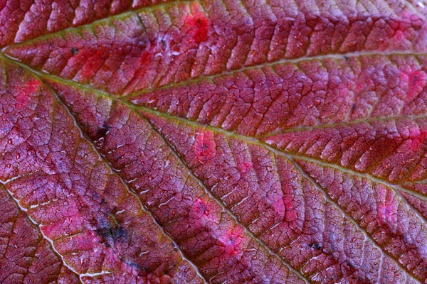 Perto Folhas Outono Brilhantes — Fotografia de Stock