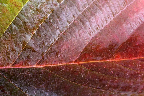 Nahaufnahme Heller Herbstblätter — Stockfoto