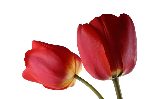 Tulip Merah Diisolasi Latar Belakang Putih — Stok Foto