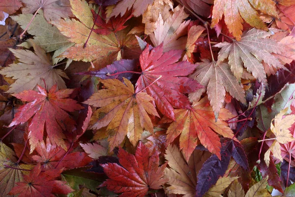 Nahaufnahme Von Abgefallenen Herbstblättern — Stockfoto