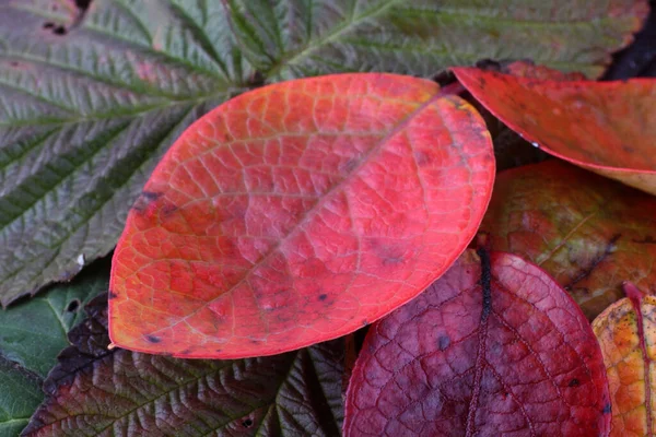 Nahaufnahme Von Abgefallenen Herbstblättern — Stockfoto