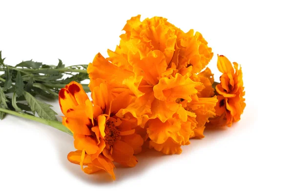 Marigold Flowers Isolated White Background — Stock Photo, Image