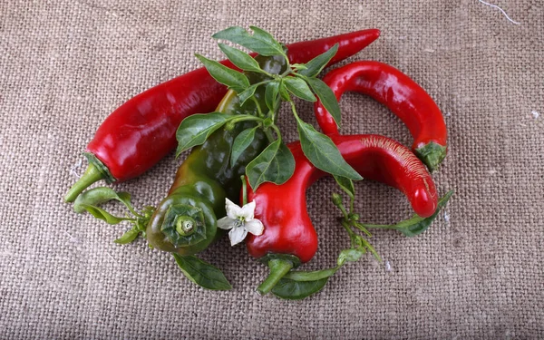 Pimentos Quentes Folhas Flores Ensacamento — Fotografia de Stock