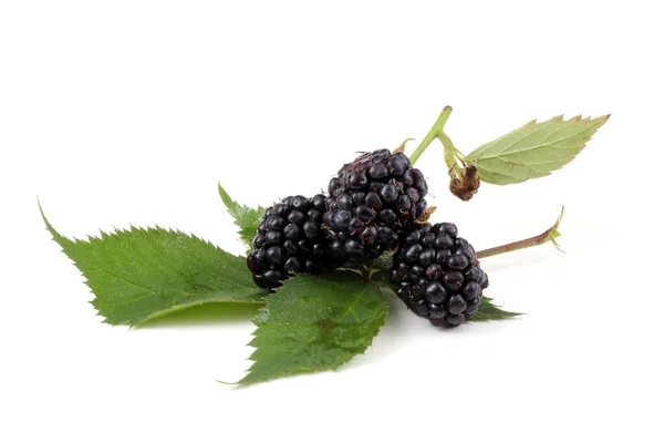 Blackberries Белом Фоне — стоковое фото