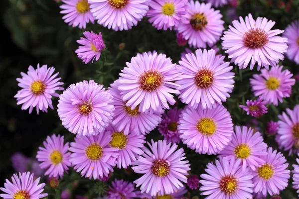 Close Van Verbazingwekkende Bloeiende Bloemen — Stockfoto