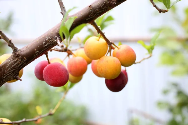 Ciruelas Frescas Maduras Vista Cerca — Foto de Stock