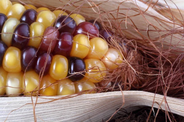 Ungewöhnliche Farbe Mais Aztekenmais Makro Hintergrund — Stockfoto