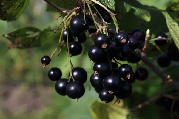 Primer Plano Cosecha Grosella Fresca Madura — Foto de Stock