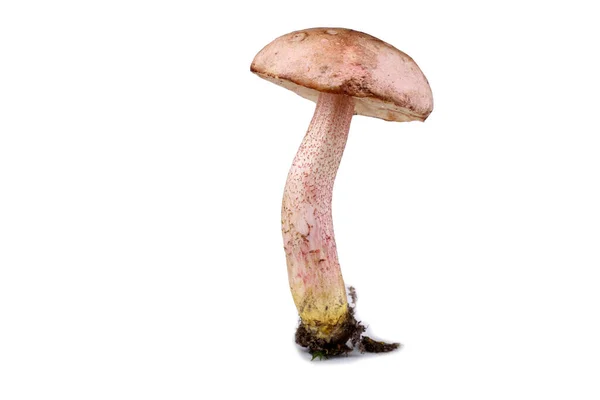 Yellowfoot Bolete Krom Ayaklı Bolete Harrya Kromapes Beyaz Üzerine Izole — Stok fotoğraf