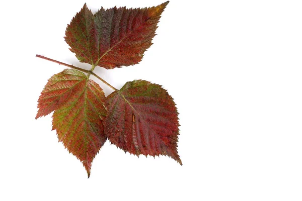 Herbstblätter Der Brombeere Auf Weißem Hintergrund — Stockfoto