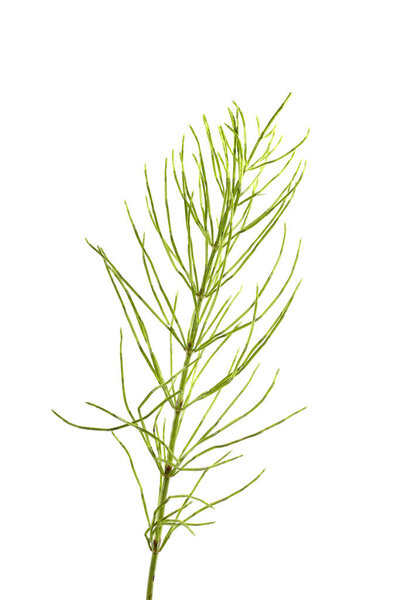 Horsetail isolated on white background