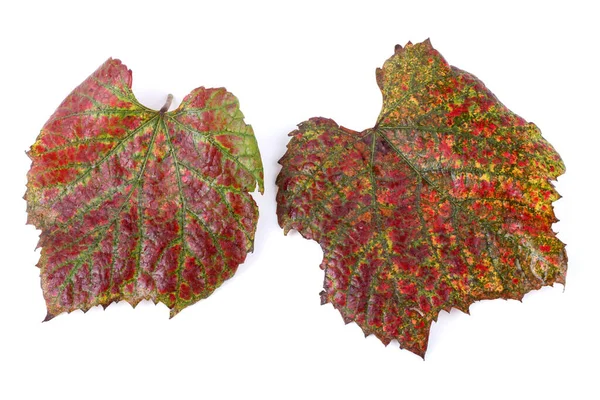 Herfst Druivenbladeren Geïsoleerd Wit — Stockfoto