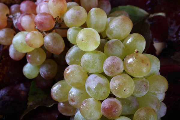 Fresh Ripe Grape Bunch Isolated White Background — Stock Photo, Image