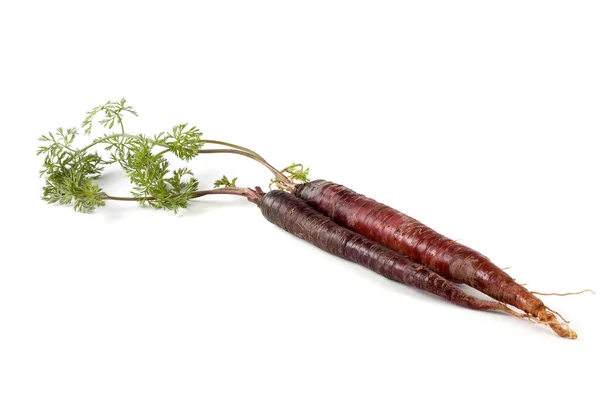 Zanahorias Hojas Violetas —  Fotos de Stock