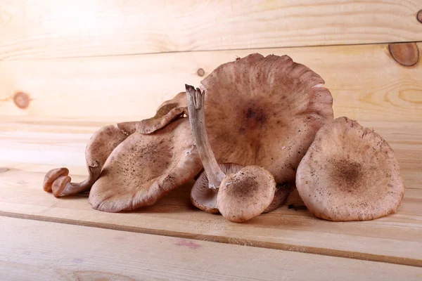 Cogumelos Fungos Mel Mesa — Fotografia de Stock