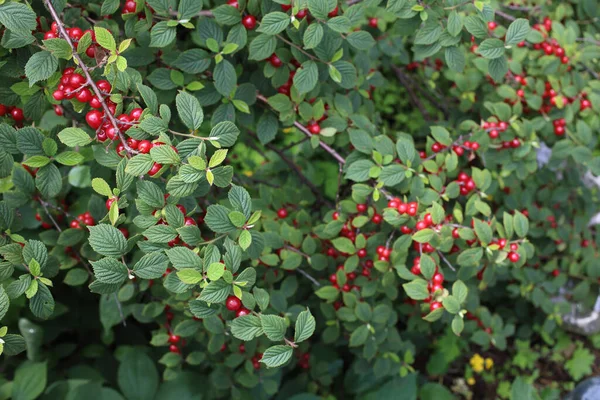 Nanking Cherry Dálnovýchodní Pochoutka — Stock fotografie