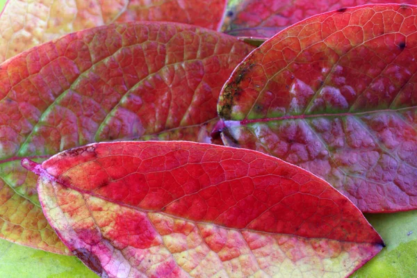 Close Fallen Autumn Leaves — Stock Photo, Image