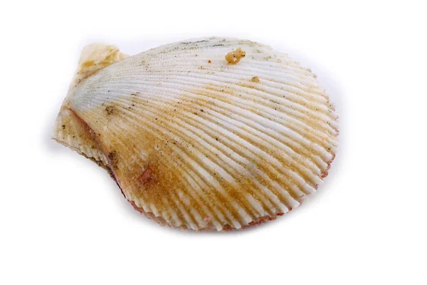 Scallop Isolé Sur Blanc — Photo