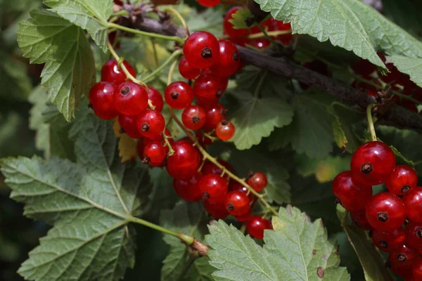 Close Ripe Fresh Currant Harvest — Stock Photo, Image