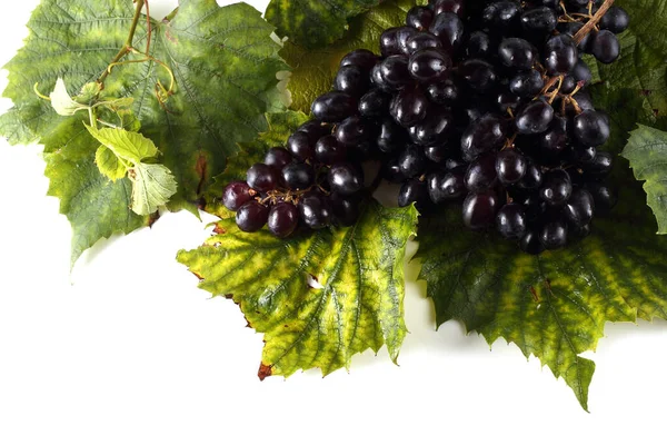 Пучок Свіжого Винограду Осінньому Листі Ізольовано Білому — стокове фото