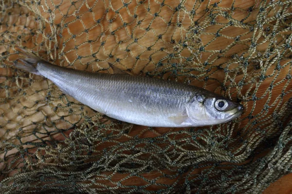 Smelt Fishes Net Pacific Smelt Fish Variety — Stock Photo, Image