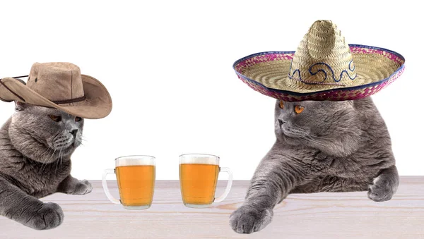 Gatos Americanos Mexicanos Estão Bebendo Cerveja Salão — Fotografia de Stock