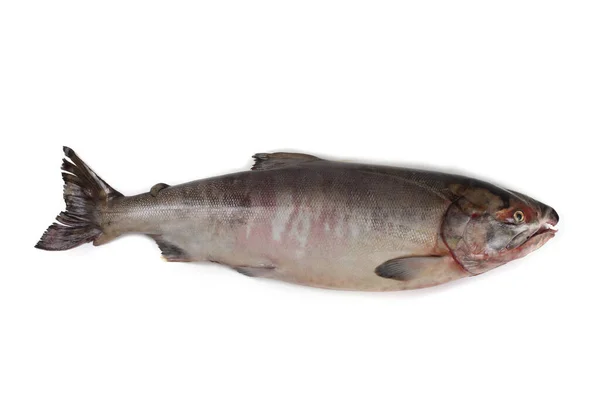 Chum Lachs Isoliert Auf Weißem Silberbrit Lachs Hundelachs Keta — Stockfoto