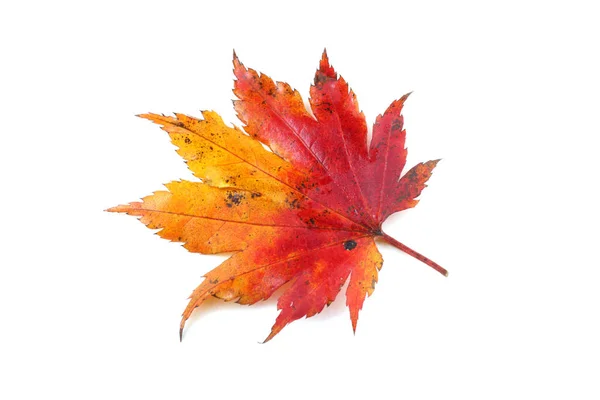 Podzimní Javorové Listy Izolované Bílém Pozadí — Stock fotografie