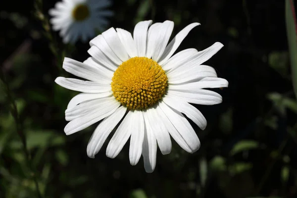 Närbild Fantastiska Blommande Blommor — Stockfoto